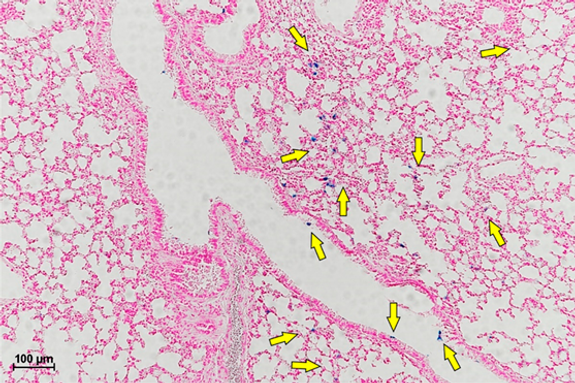 Microscopia ótica - tecido pulmonar G4, 30 dias