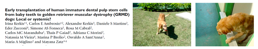 Cão Golden Retriever - modelo de distrofia muscular